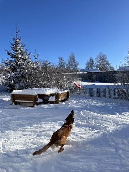 Blauer Himmel, Tiefschnee, ein Malinois springt nach einer Frisbee Scheibe.

