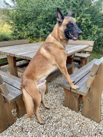 Ein Malinois sitzt wie ein Mensch auf einer Gartenbank